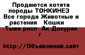 Продаются котята породы ТОНКИНЕЗ - Все города Животные и растения » Кошки   . Тыва респ.,Ак-Довурак г.